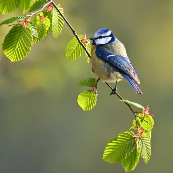 Mésange bleue (Cyanistes caeruleus)